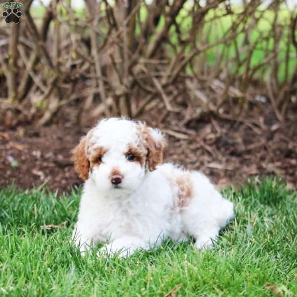 Carson, Miniature Poodle Puppy